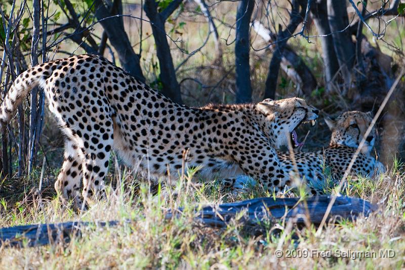 20090618_092812 D300 (1) X1.jpg - Cheetah at Selinda Spillway (Hunda Island) Botswana